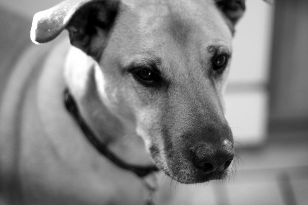 IMG_4528